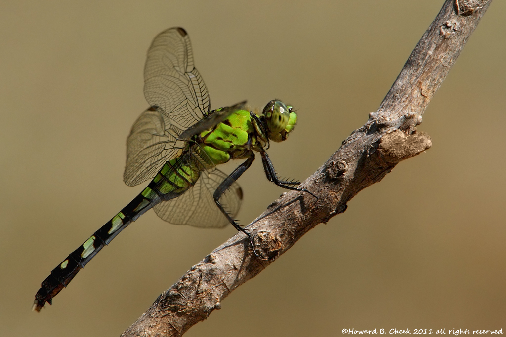 Eastern Pondhawk