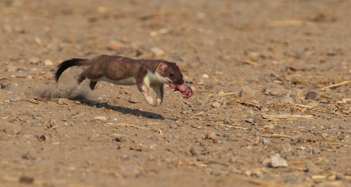 Stoat Mum