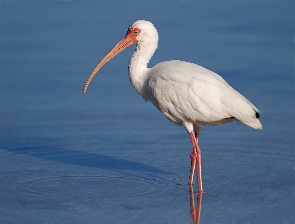 White Ibis