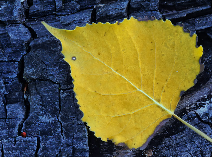 Blue an Gold