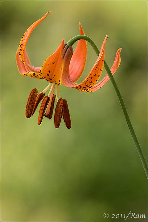 Turk's Cap Lily