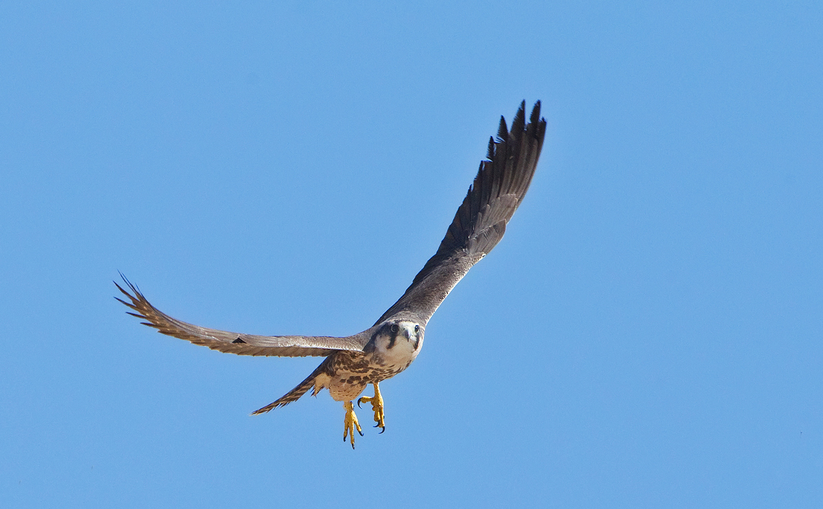 Lanner Falcon
