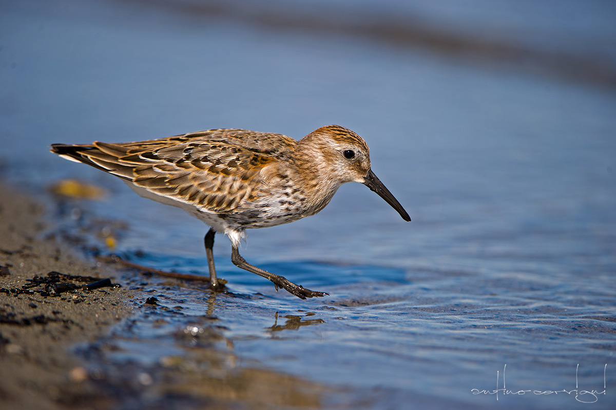 Dunlin