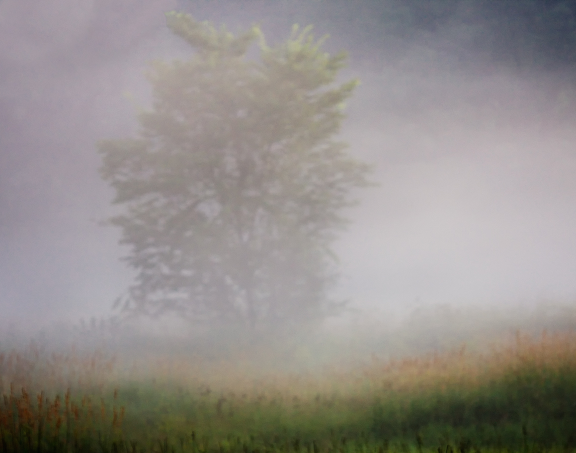 Tree and Fog