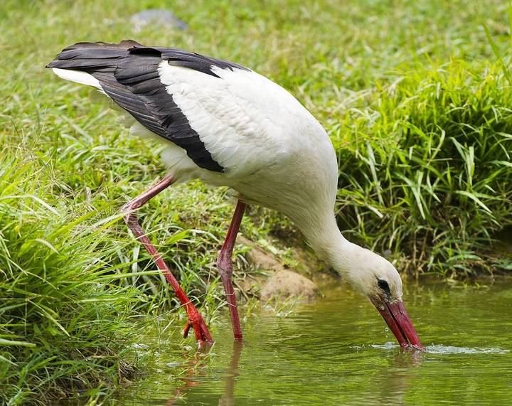 White Stork