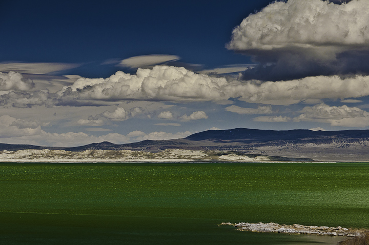 Mono Lake in Green