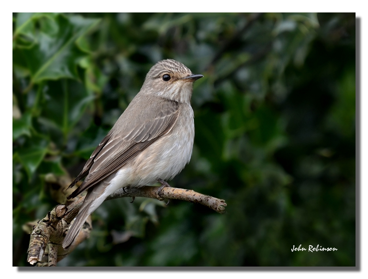 Spotted Flycatcher