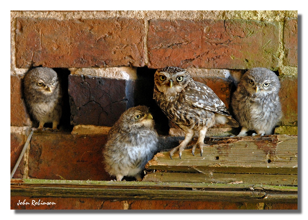 Owl family