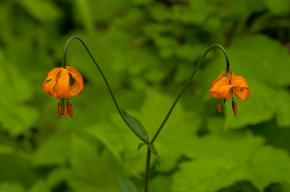 Columbian Lily Tandem