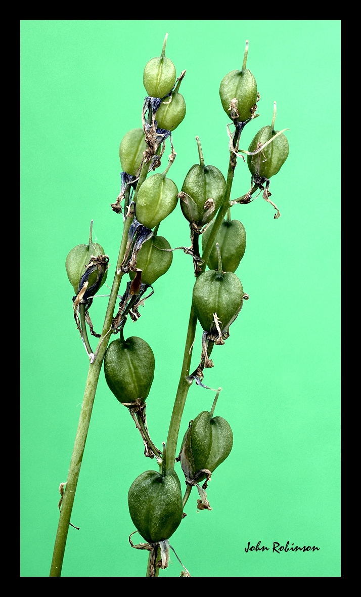 Seeds+ Mono
