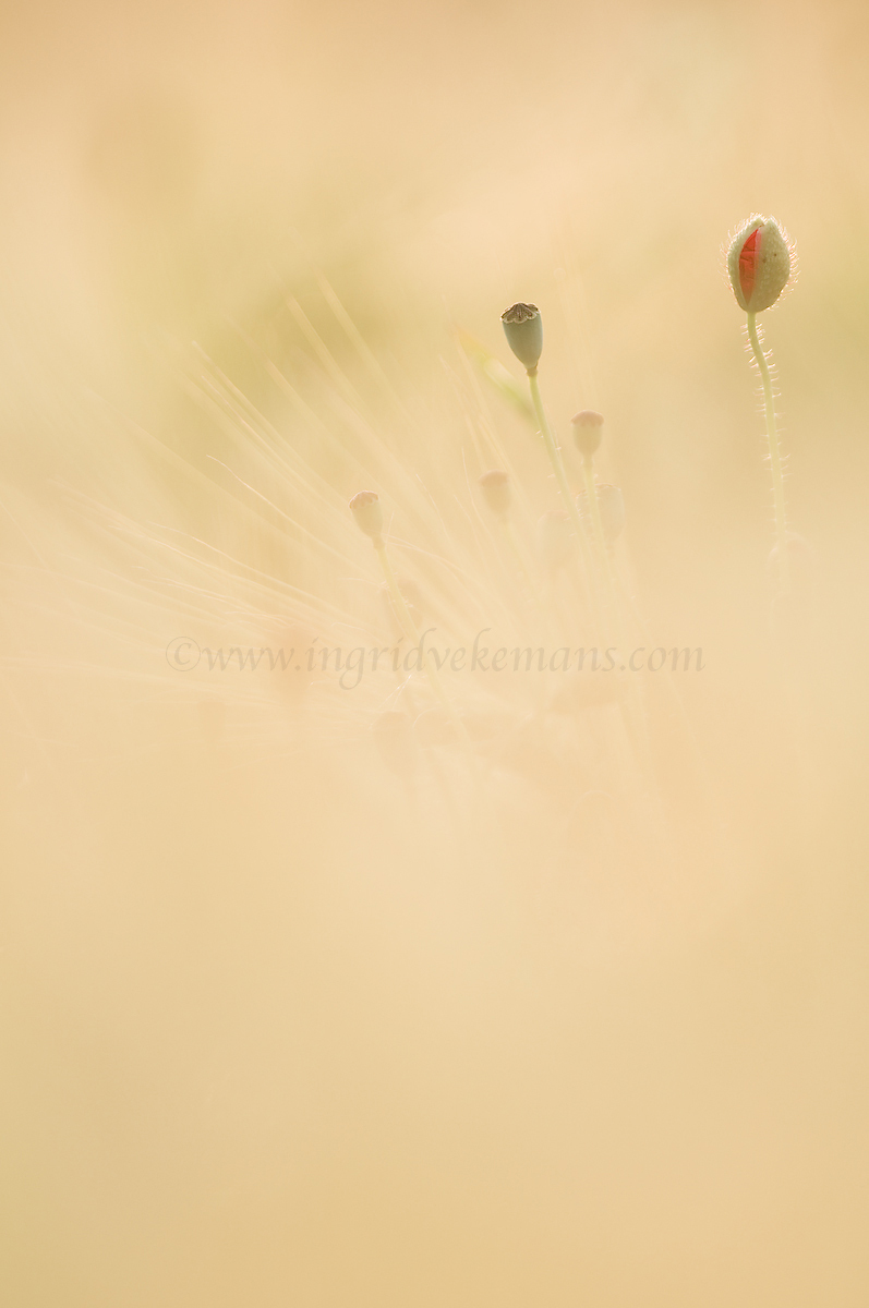 Soft II