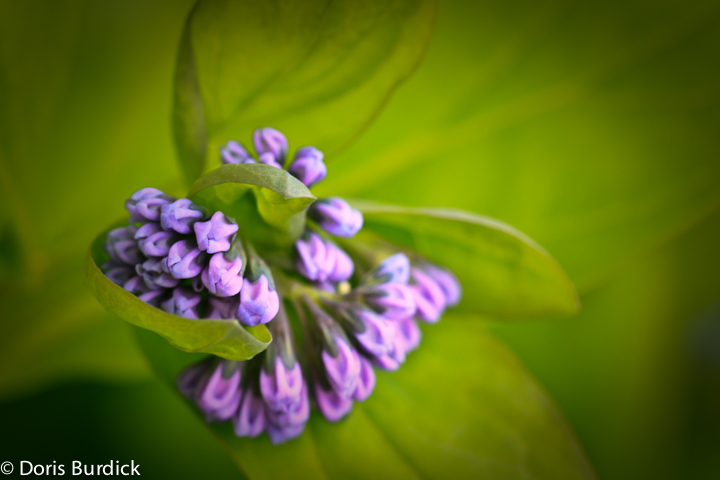Virginia Bluebells