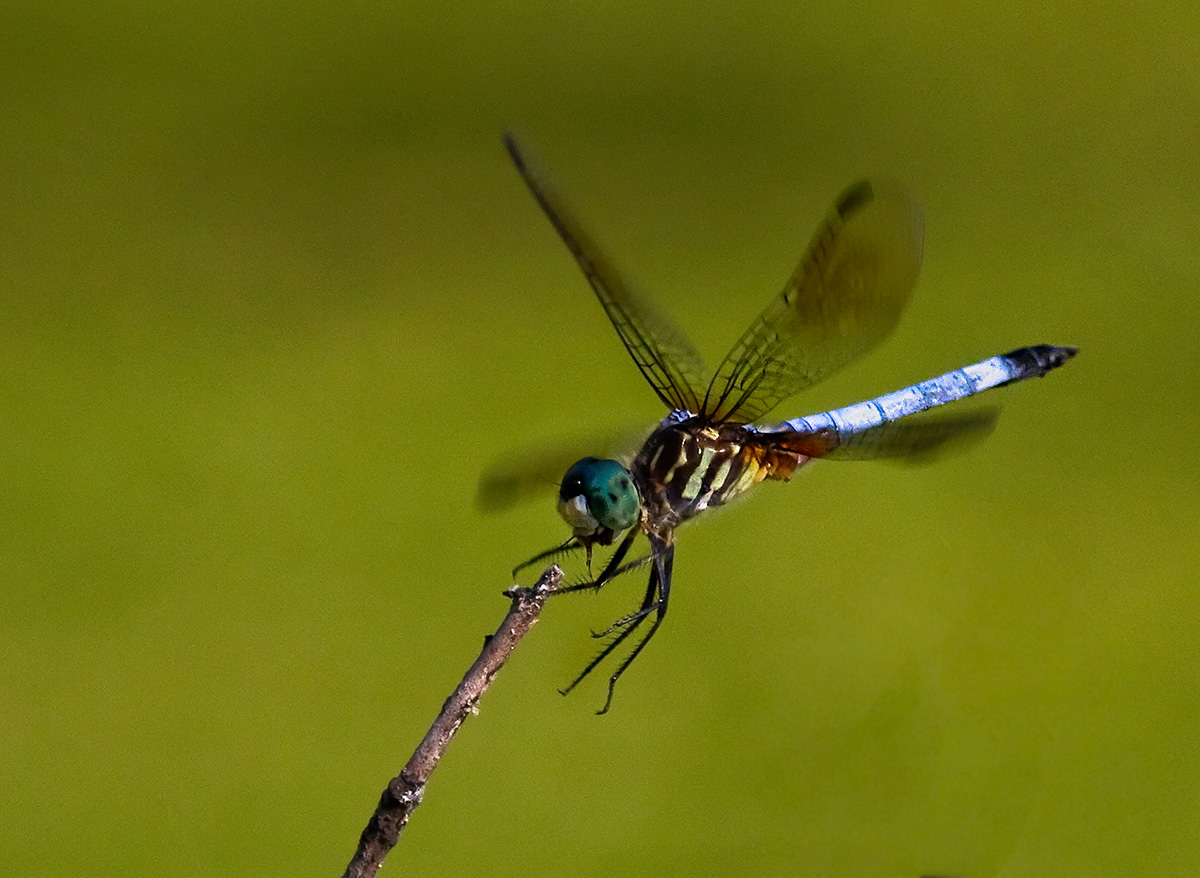 Blue Dasher Landing