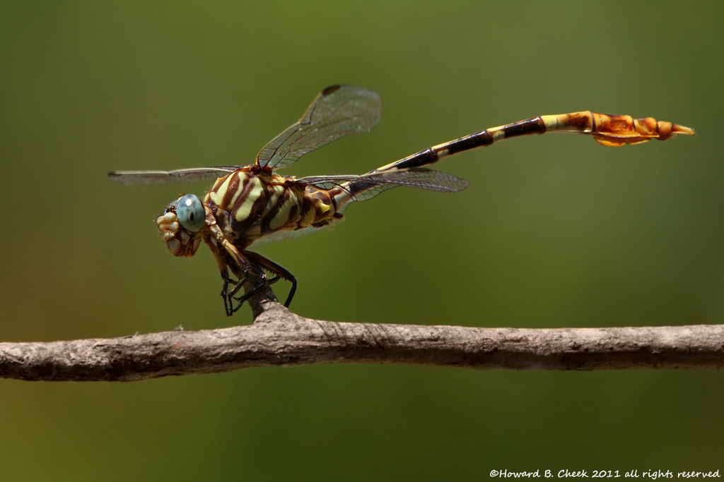 Five-striped Leaftail