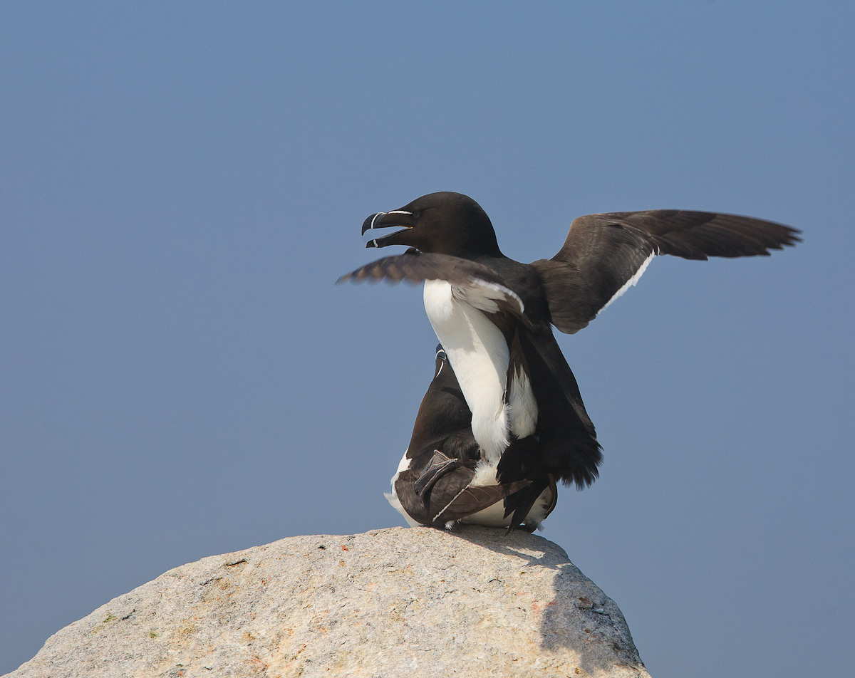 Mating Razorbills