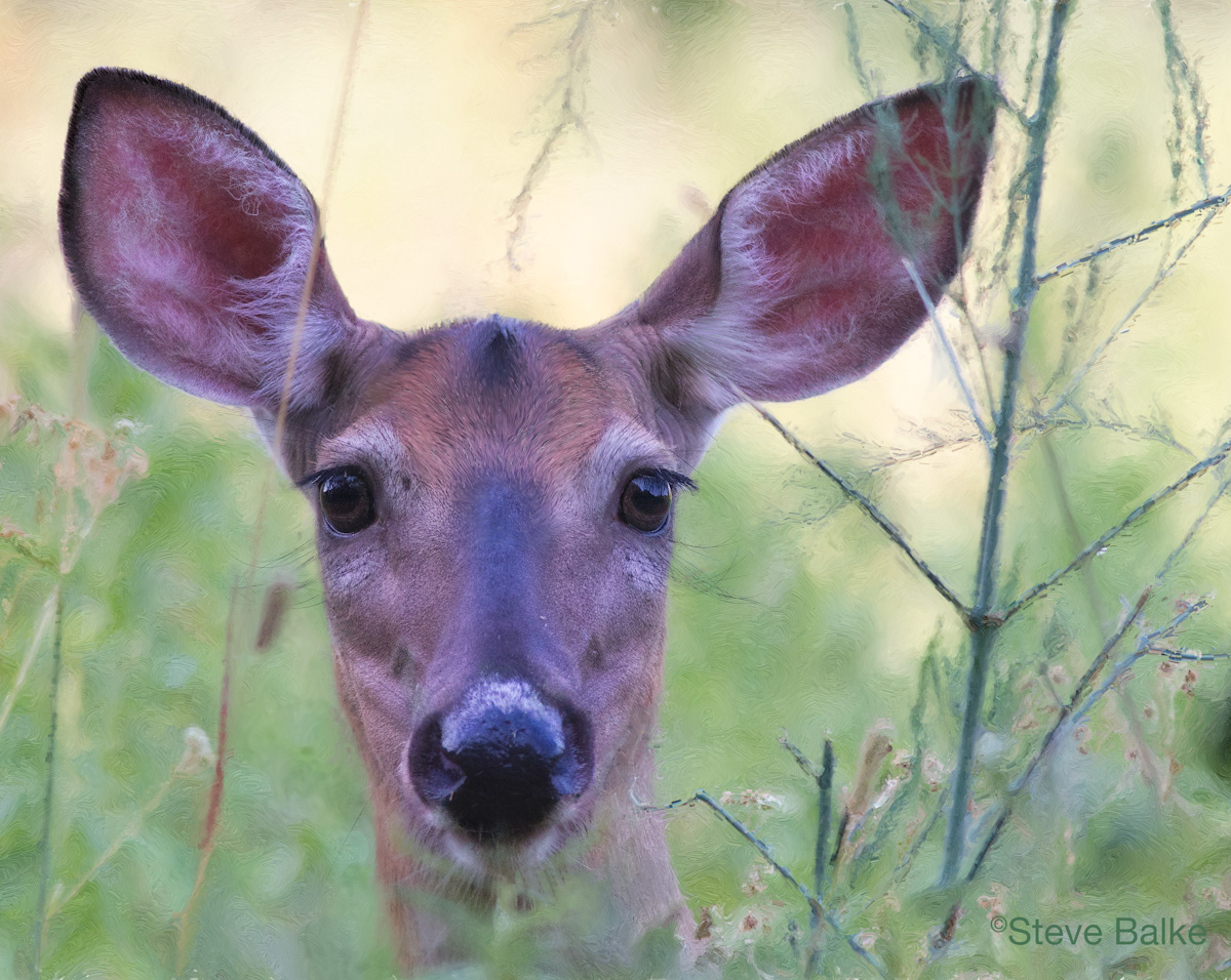 Curiosity