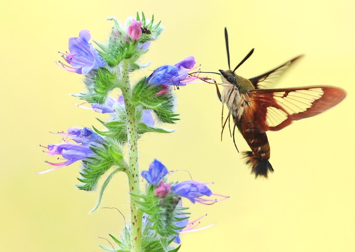 Viper's Bugloss & Friend