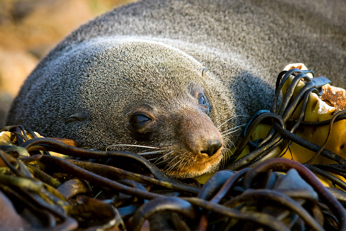 Sea puppy