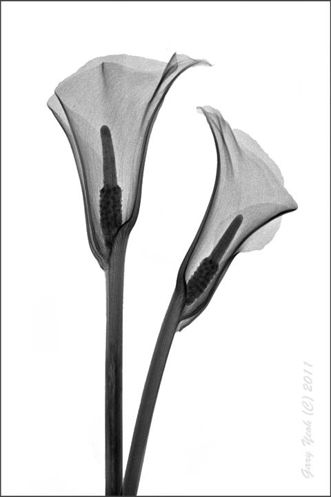 Clarity Calla-ty +Repost