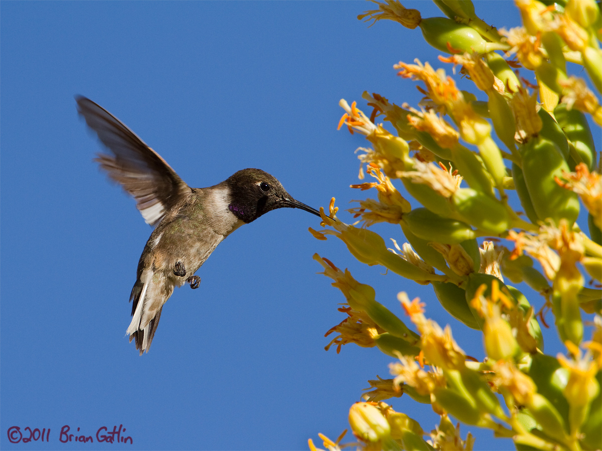 Black-chinned Hummer