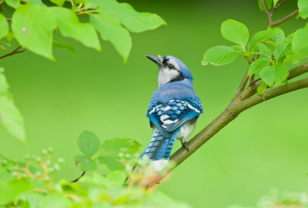 BlueJay + Repost