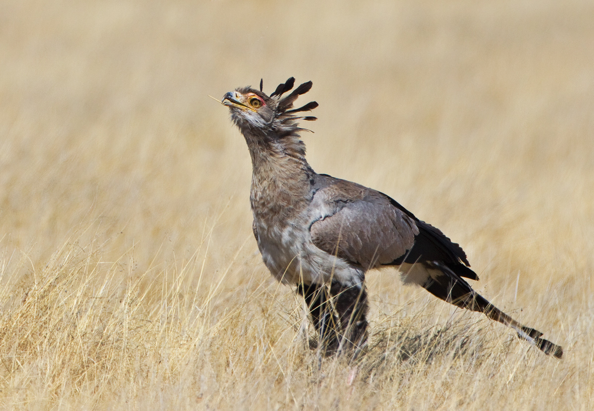 Secretary Bird