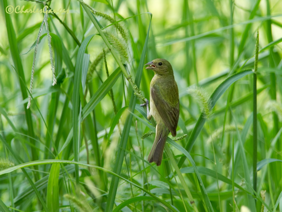 Painted Bunting & Repost