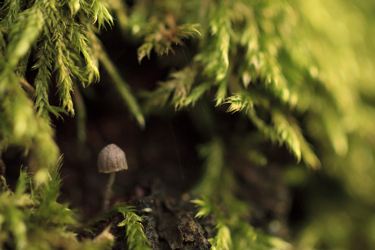 The hermit