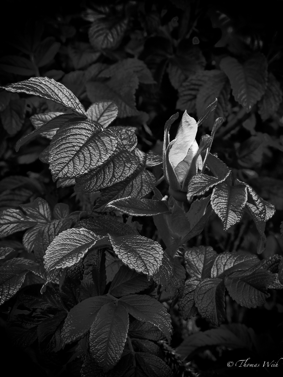 Dark Rose