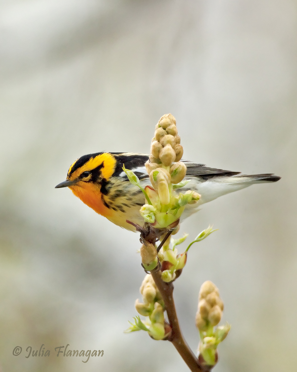 Blackburnian Warbler + repost