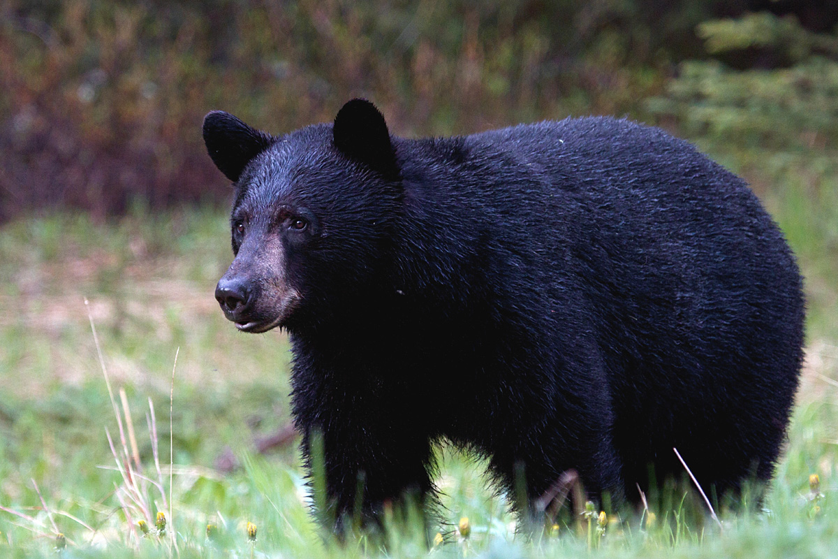 Morning Black Bear