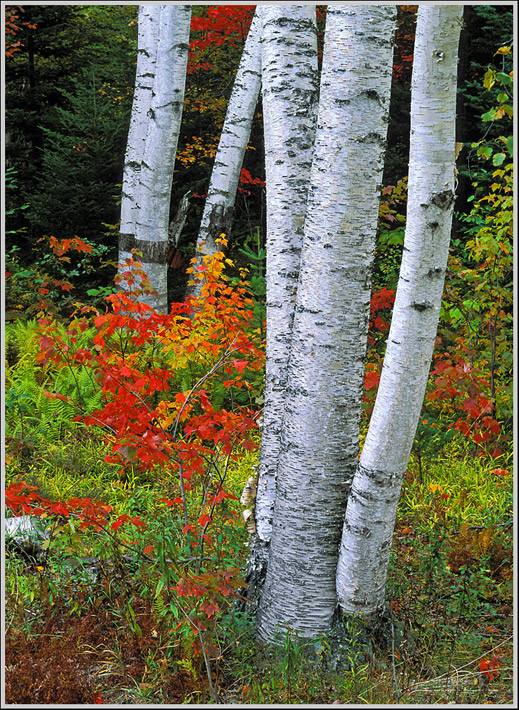 Maine Birches 