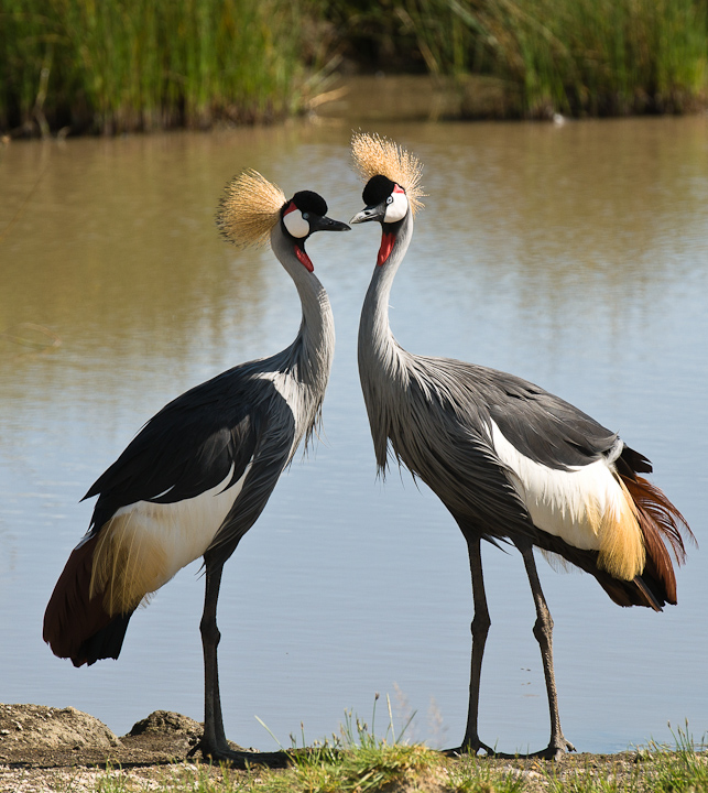 Kissing Cranes