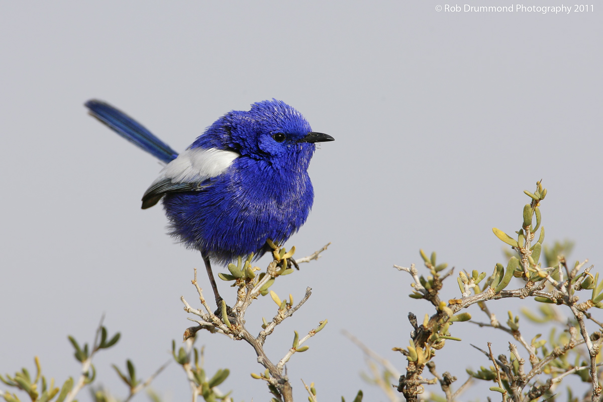 White-winged Fairywren