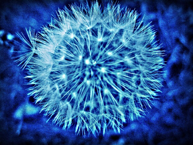 Dandelion Seeding