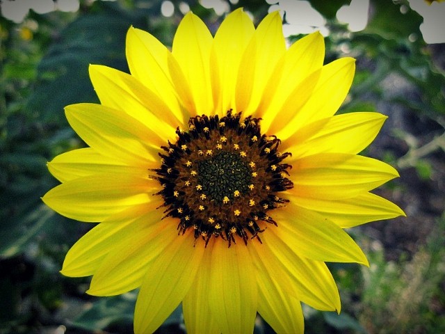 Sunflower Glows