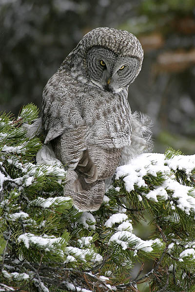 Hunting great gray owl