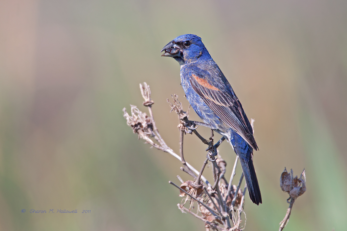 Blue Grosbeak M