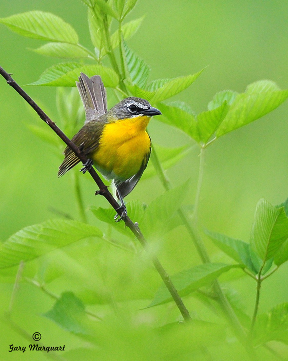Yellow - Breasted Chat