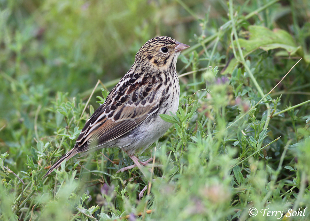Baird's Sparrow