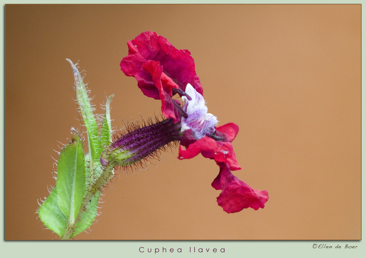 Cpuhea llavea