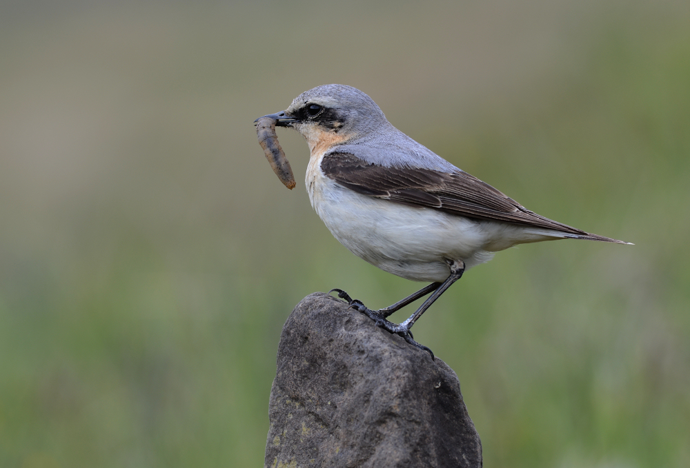 Wheatear.