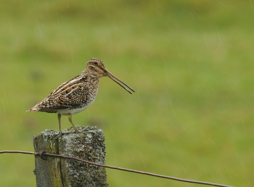 Snipe in the rain.