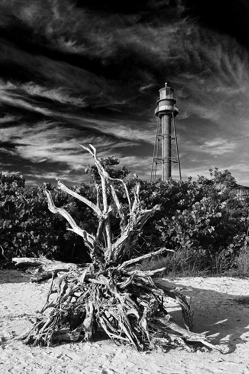 Sanibel Light Driftwood