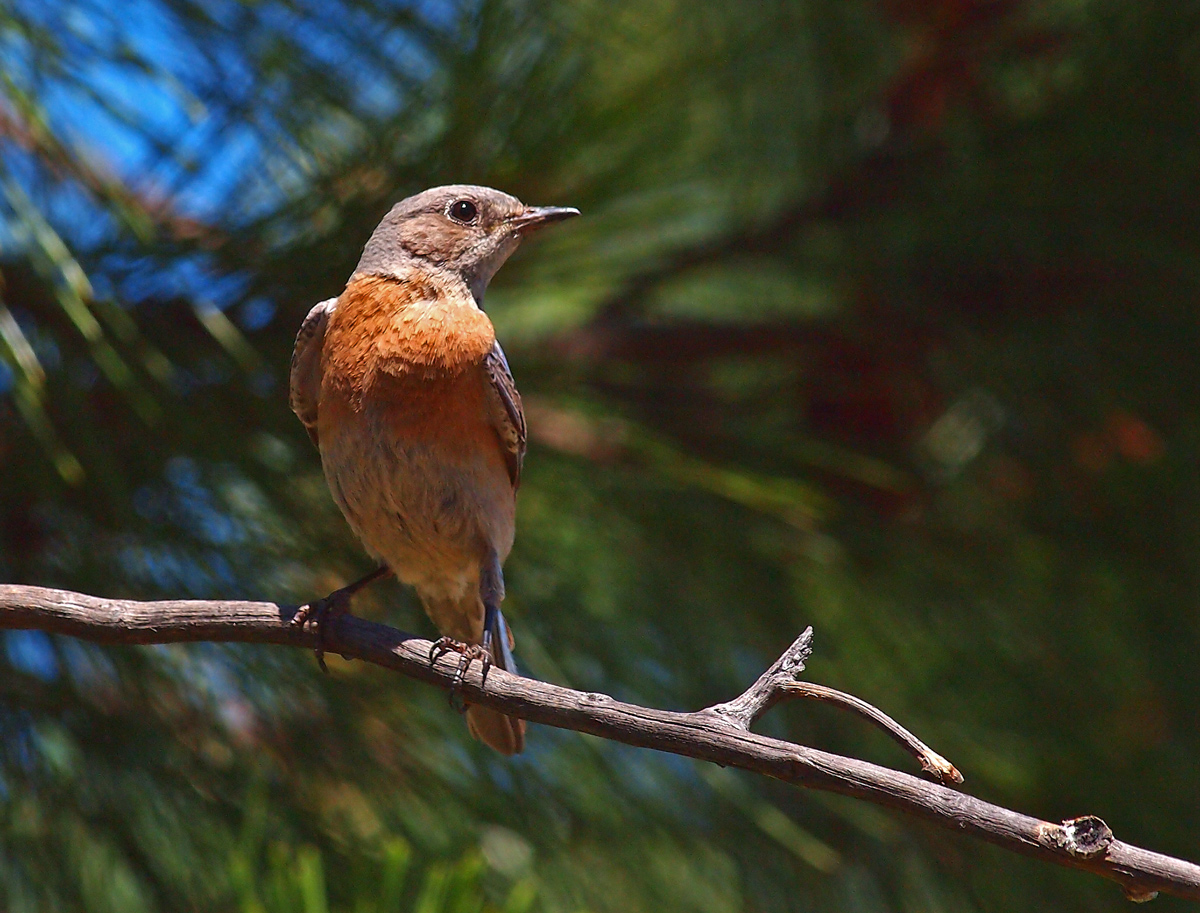 Western Bluebird 