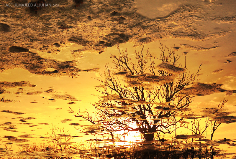 Morning Reflection