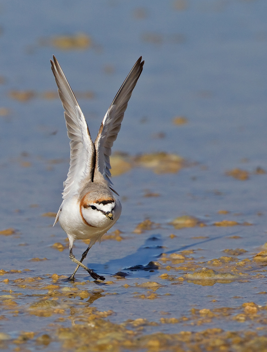 Chestnut Banded Plover