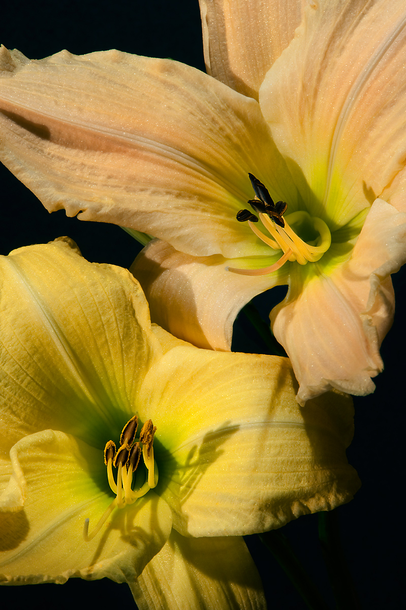 Daylilies