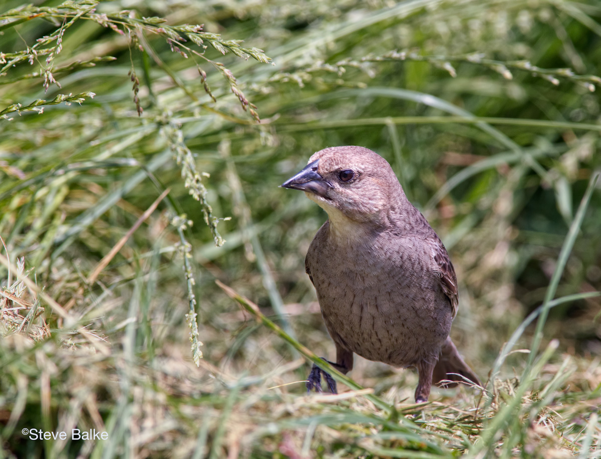 Hunter