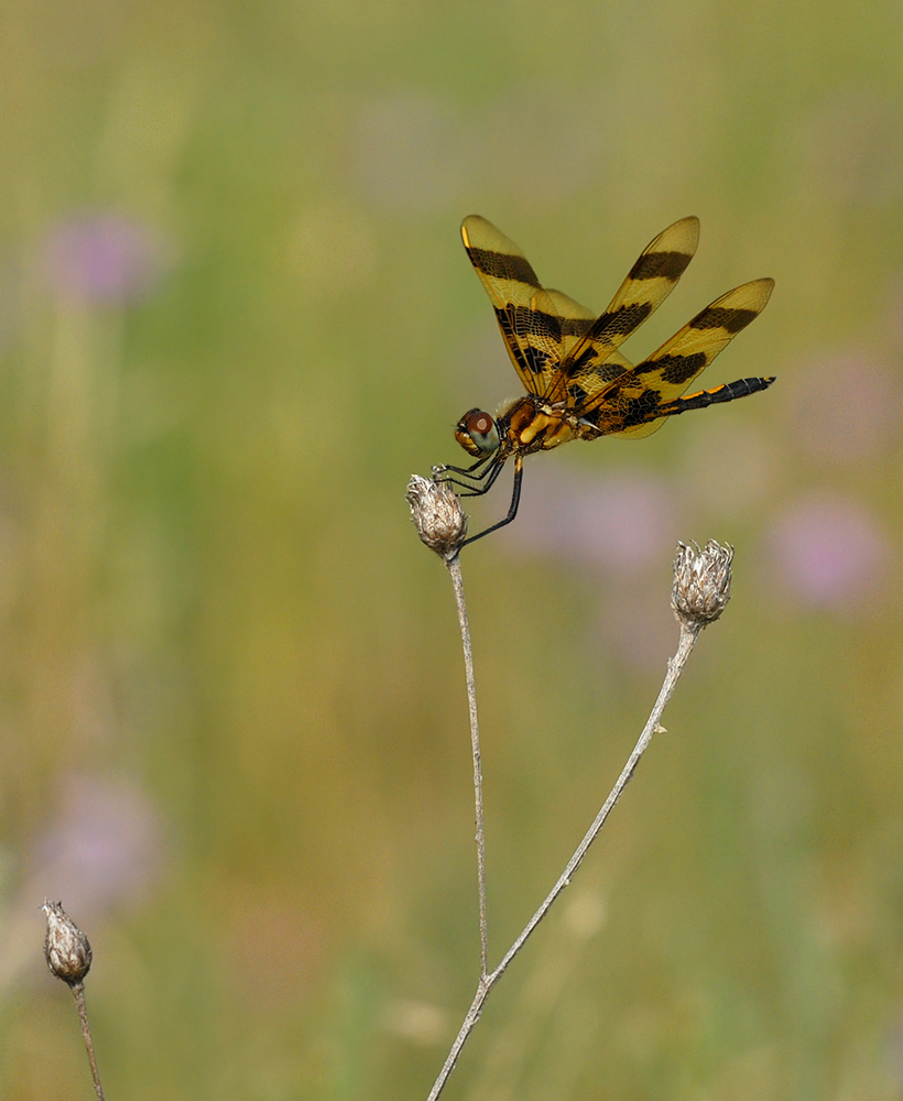 Halloween Pennant